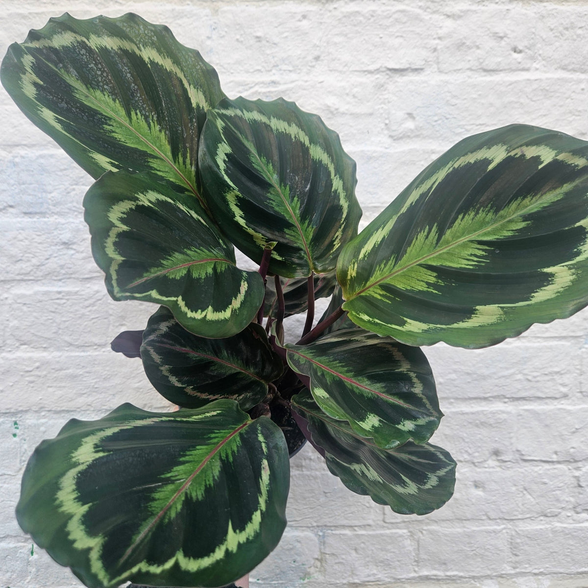 Calathea medallion (Prayer plant) - SGP Garden Ltd
