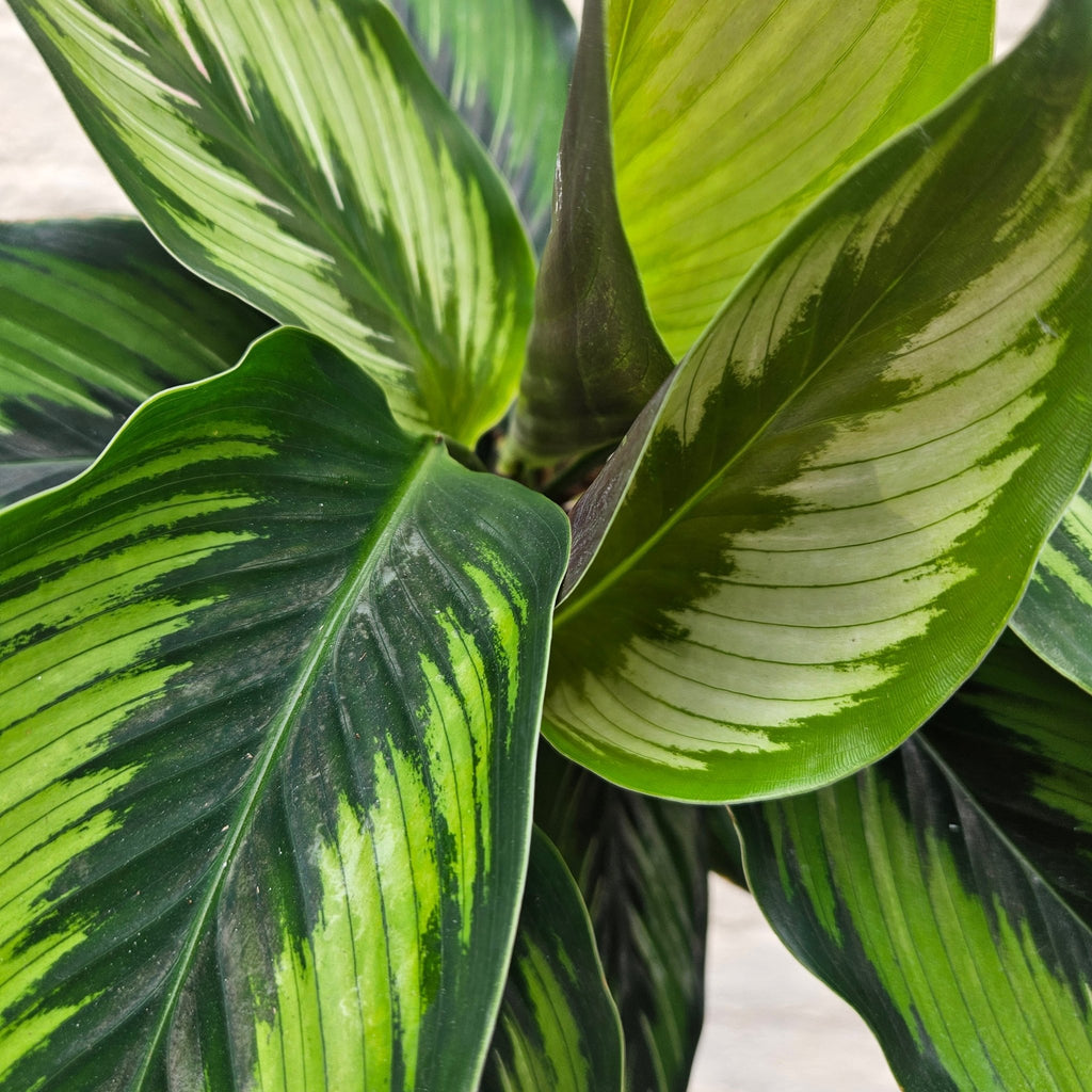 Calathea ornata 'Beauty Star' (Prayer Plant) - SGP Garden Ltd