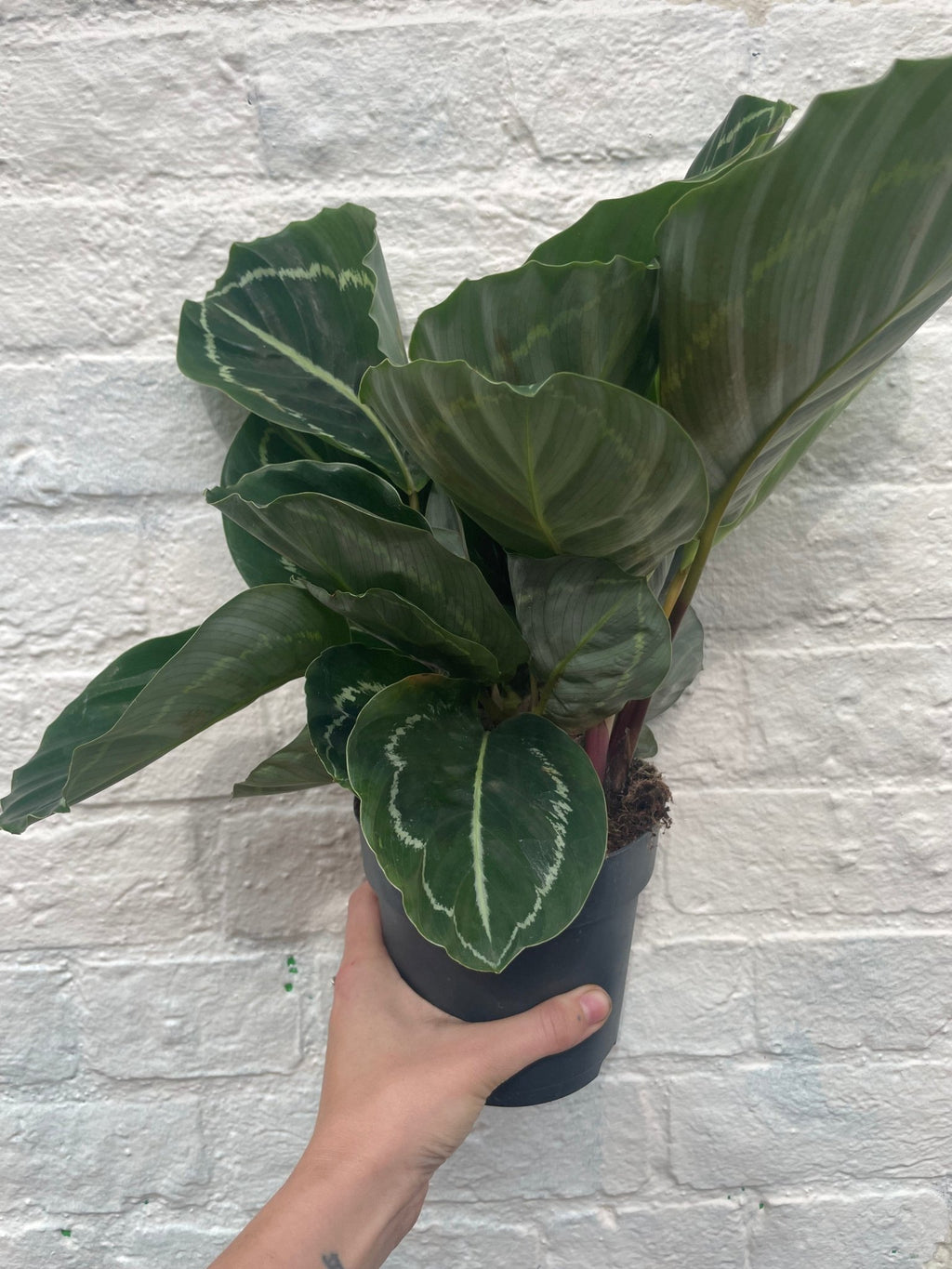 Calathea roseopicta 'Applebee' (Prayer Plant) - SGP Garden Ltd