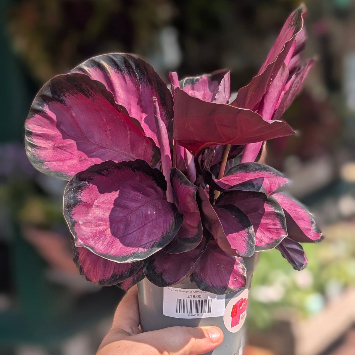 Calathea roseopicta 'Crimson' (Prayer Plant) - SGP Garden Ltd