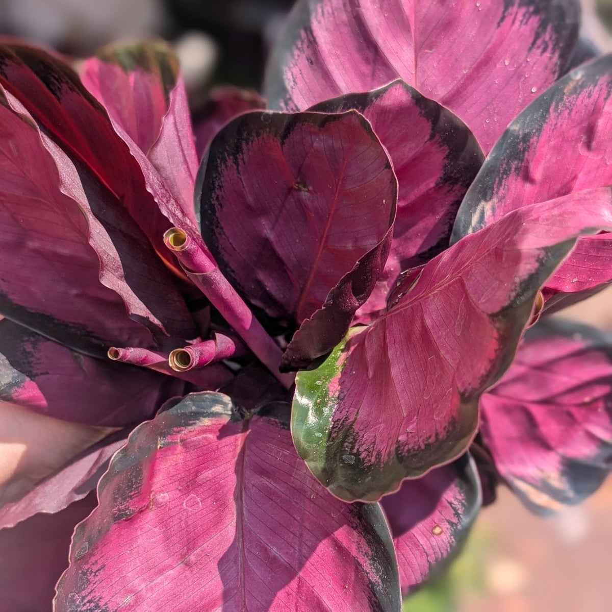 Calathea roseopicta 'Crimson' (Prayer Plant) - SGP Garden Ltd