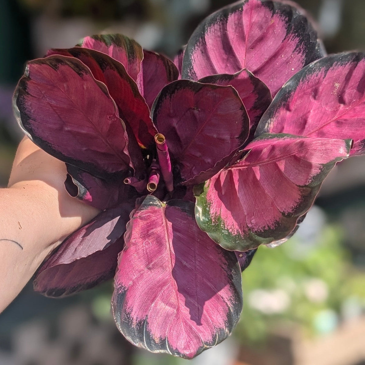 Calathea roseopicta 'Crimson' (Prayer Plant) - SGP Garden Ltd