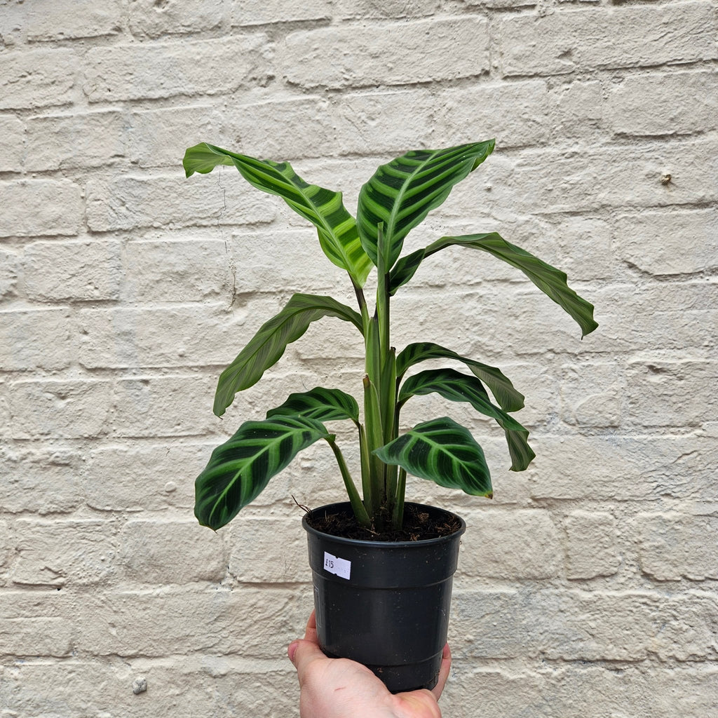 Calathea zebrina (Prayer Plant) - SGP Garden Ltd