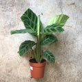 Calathea zebrina (Prayer Plant) - SGP Garden Ltd