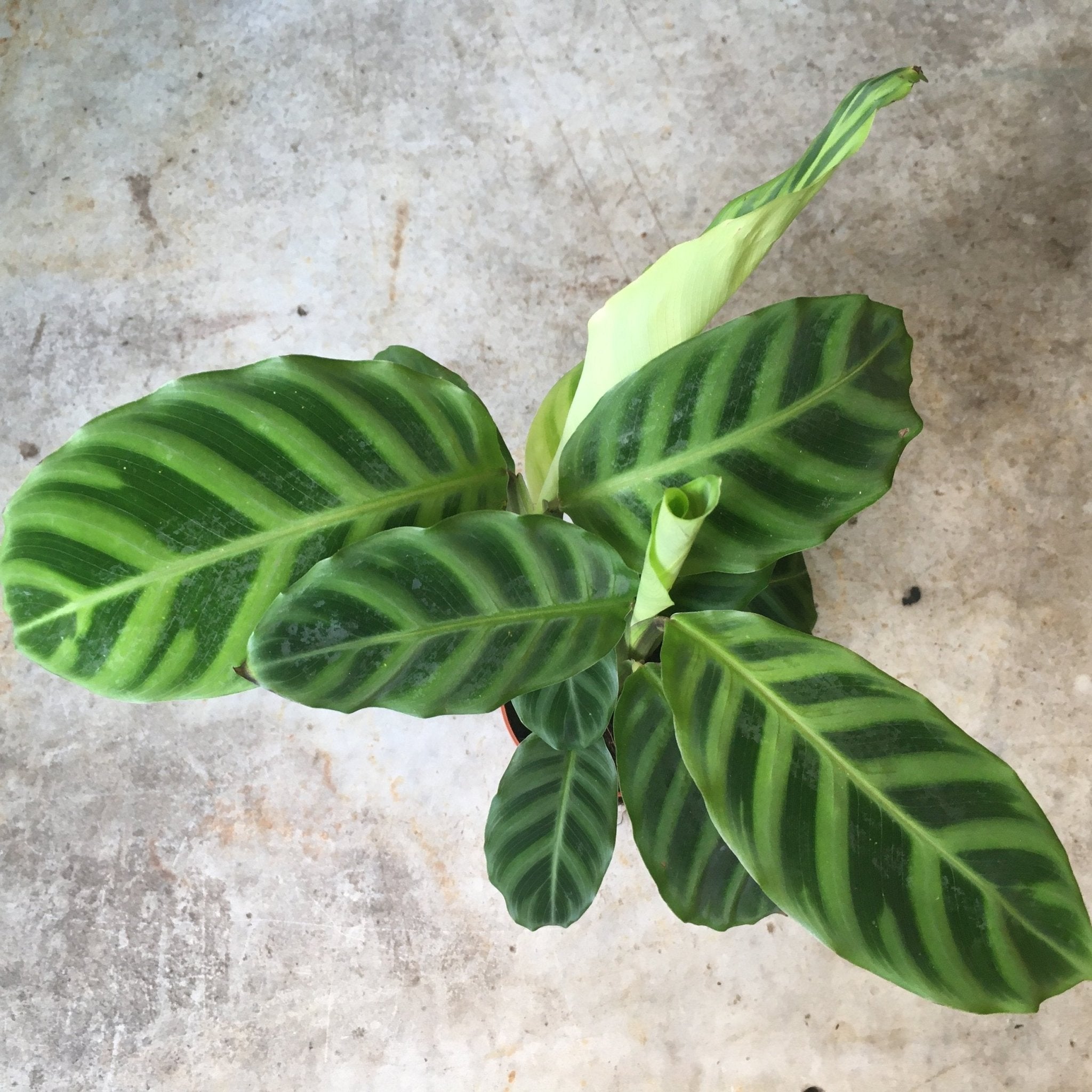 Calathea zebrina (Prayer Plant) - SGP Garden Ltd