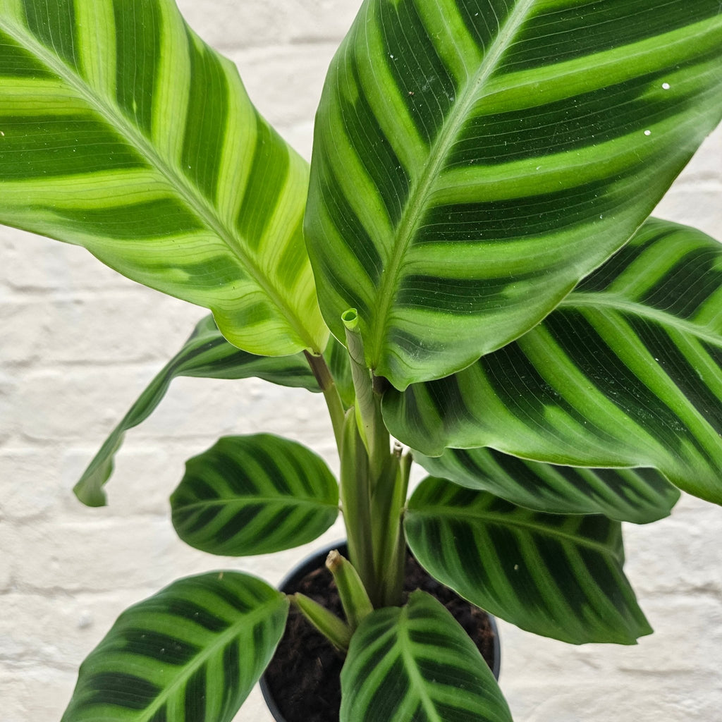 Calathea zebrina (Prayer Plant) - SGP Garden Ltd