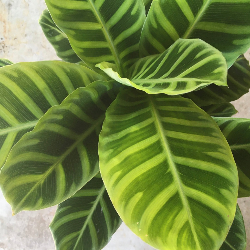 Calathea zebrina (Prayer Plant) - SGP Garden Ltd