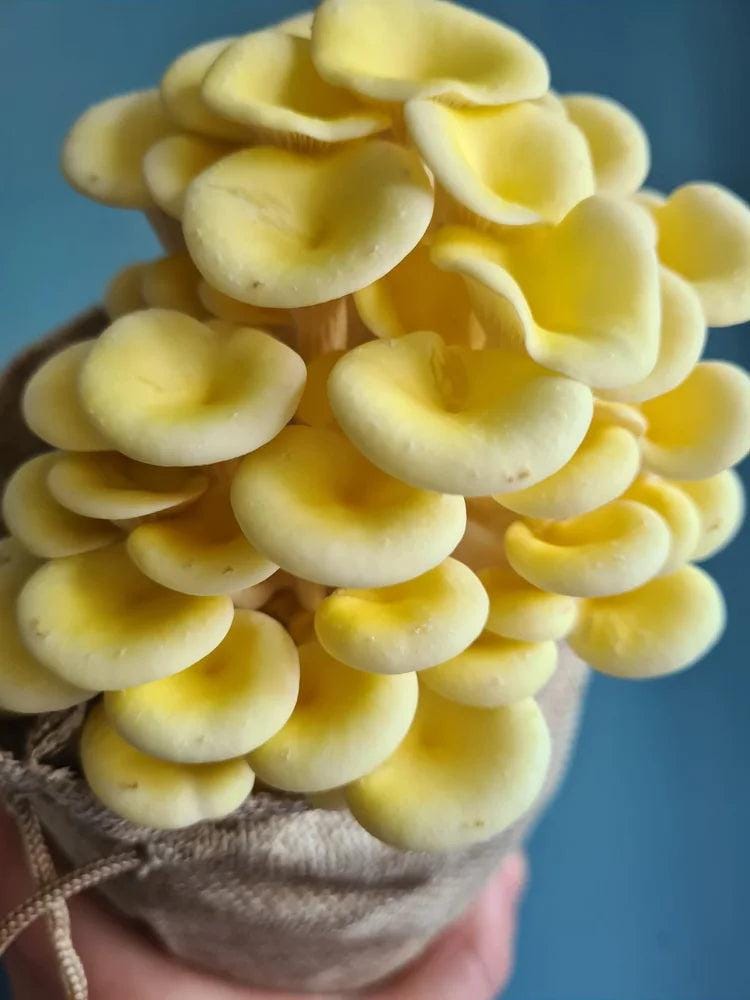 Caley Bros mushroom kits - SGP Garden Ltd