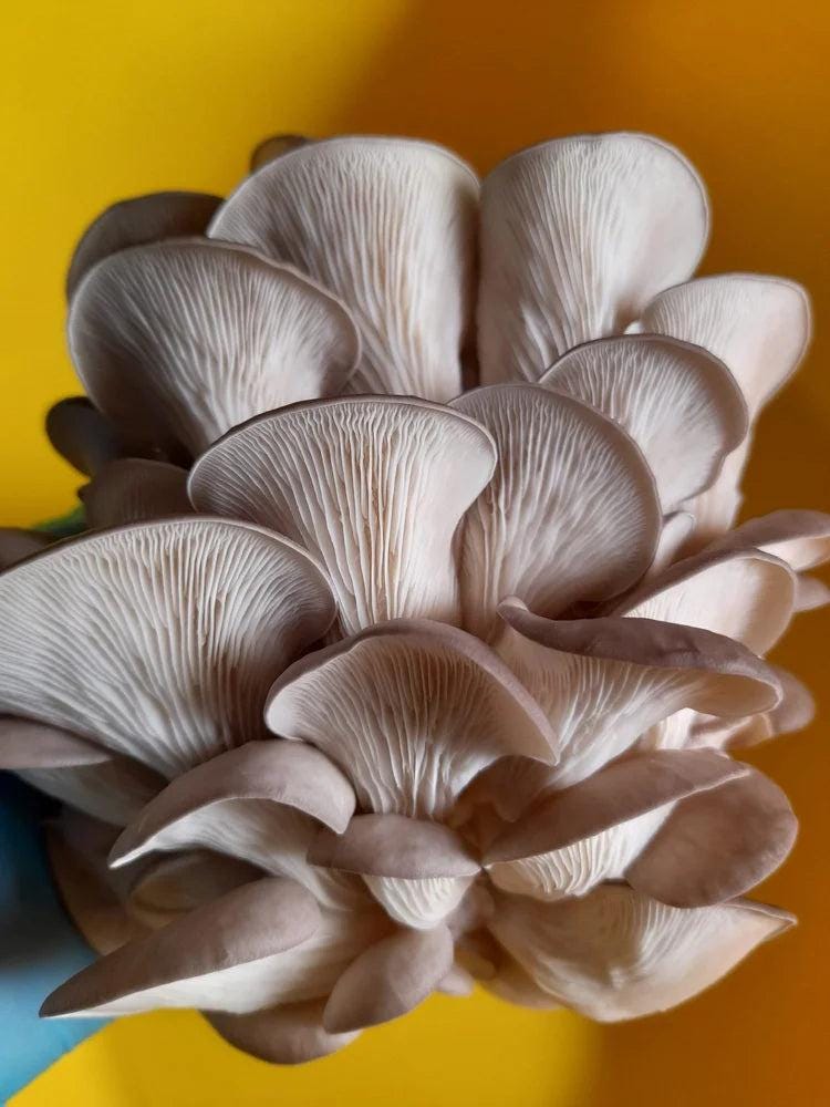 Caley Bros mushroom kits - SGP Garden Ltd
