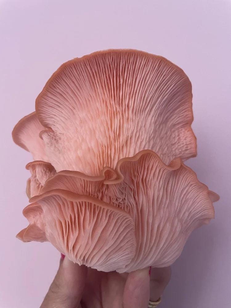Caley Bros mushroom kits - SGP Garden Ltd