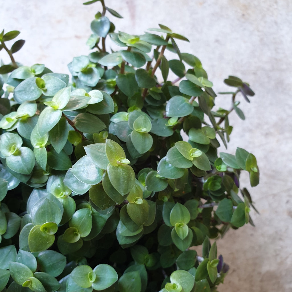Callisia repens (Turtle vines) - SGP Garden Ltd