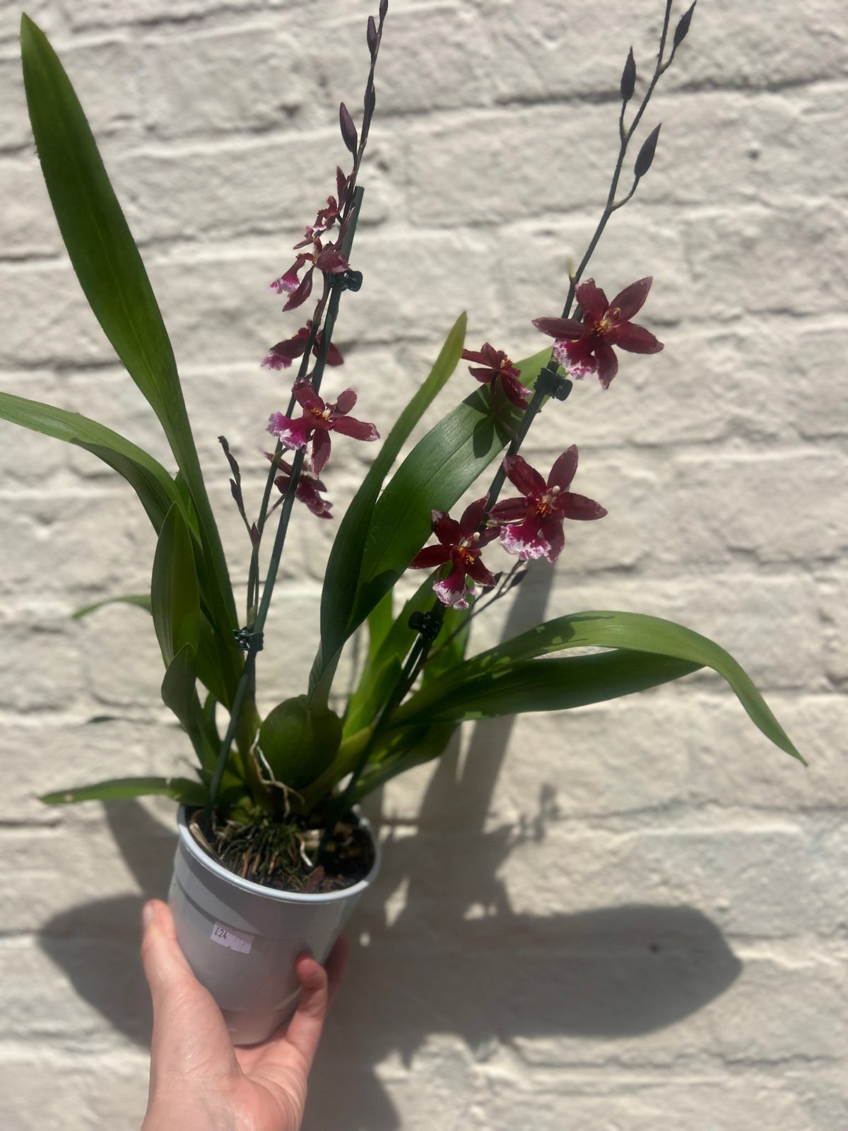 Cambria Orchid 'Barrocco Red' - SGP Garden Ltd