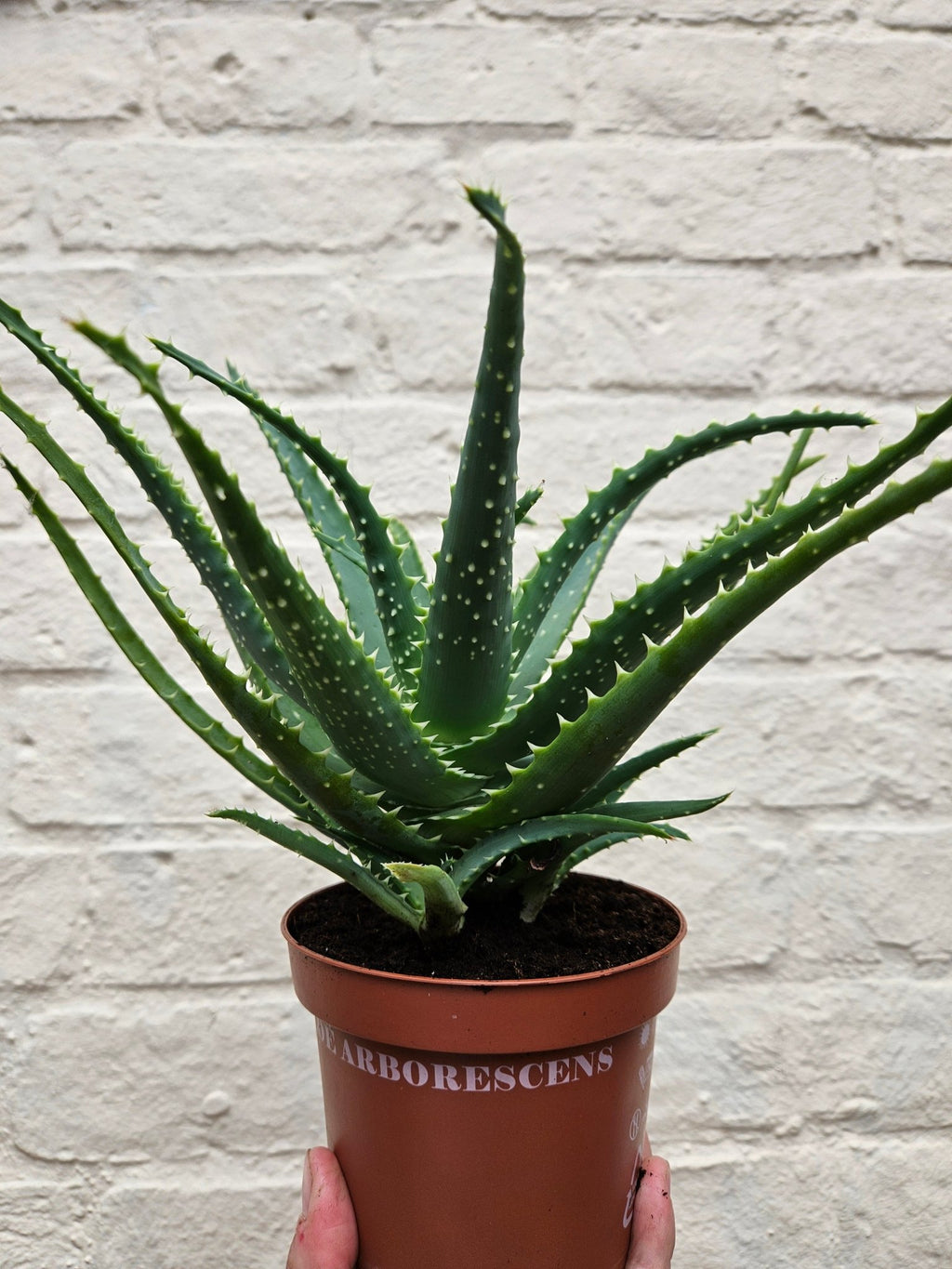 Candelabra Aloe - SGP Garden Ltd