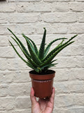 Candelabra Aloe - SGP Garden Ltd