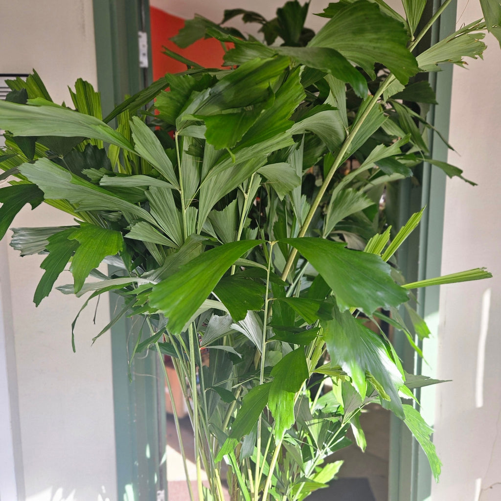 Caryota mitis (Fishtail Palm) - SGP Garden Ltd