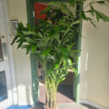 Caryota mitis (Fishtail Palm) - SGP Garden Ltd