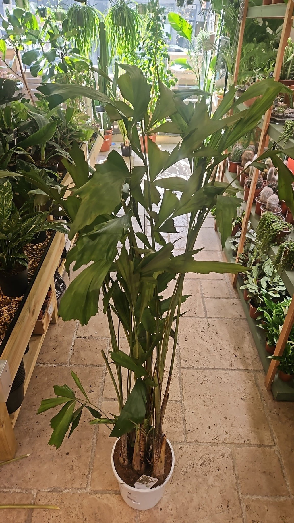 Caryota mitis (Fishtail Palm) - SGP Garden Ltd