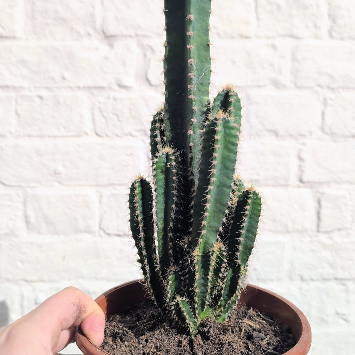 Cereus Peruvianus 'Florida' - SGP Garden Ltd