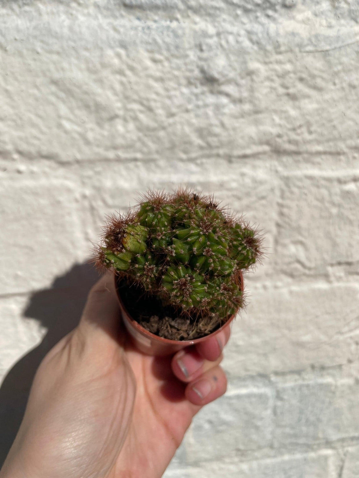 Cereus peruvianus 'monstrosus' - SGP Garden Ltd