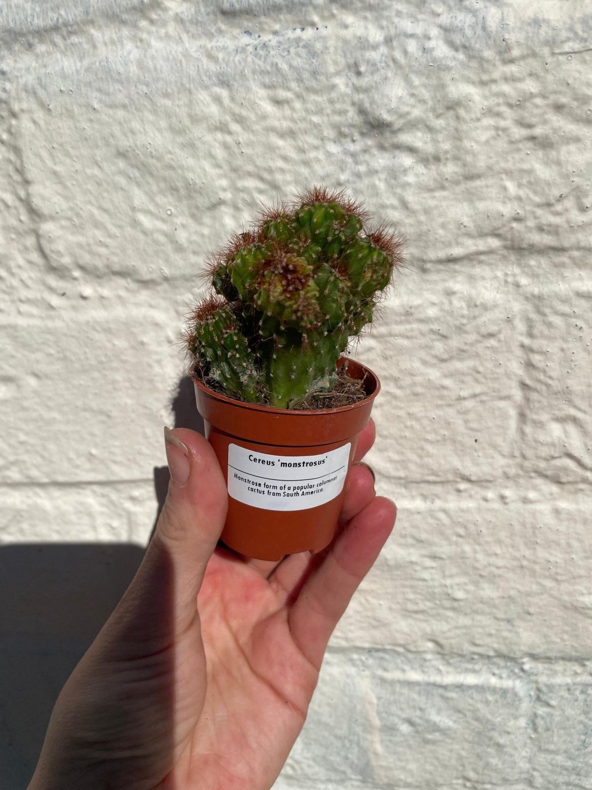 Cereus peruvianus 'monstrosus' - SGP Garden Ltd