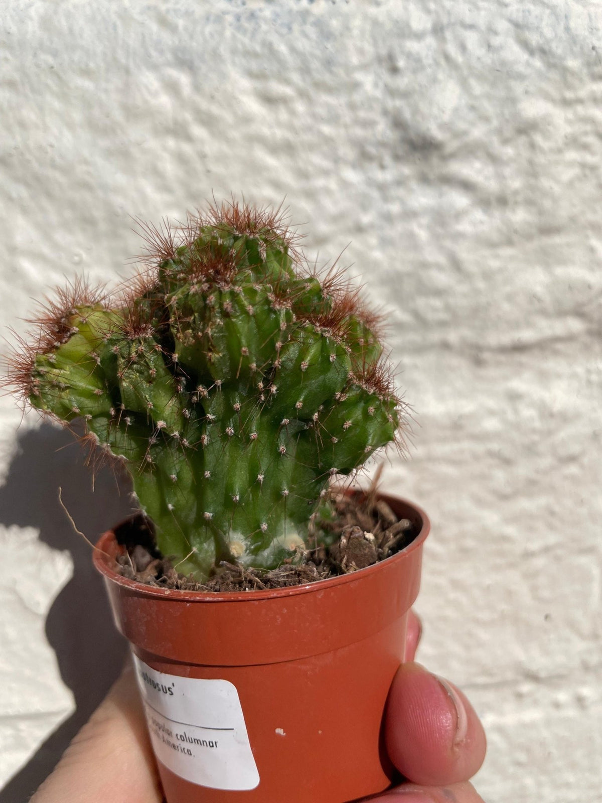 Cereus peruvianus 'monstrosus' - SGP Garden Ltd