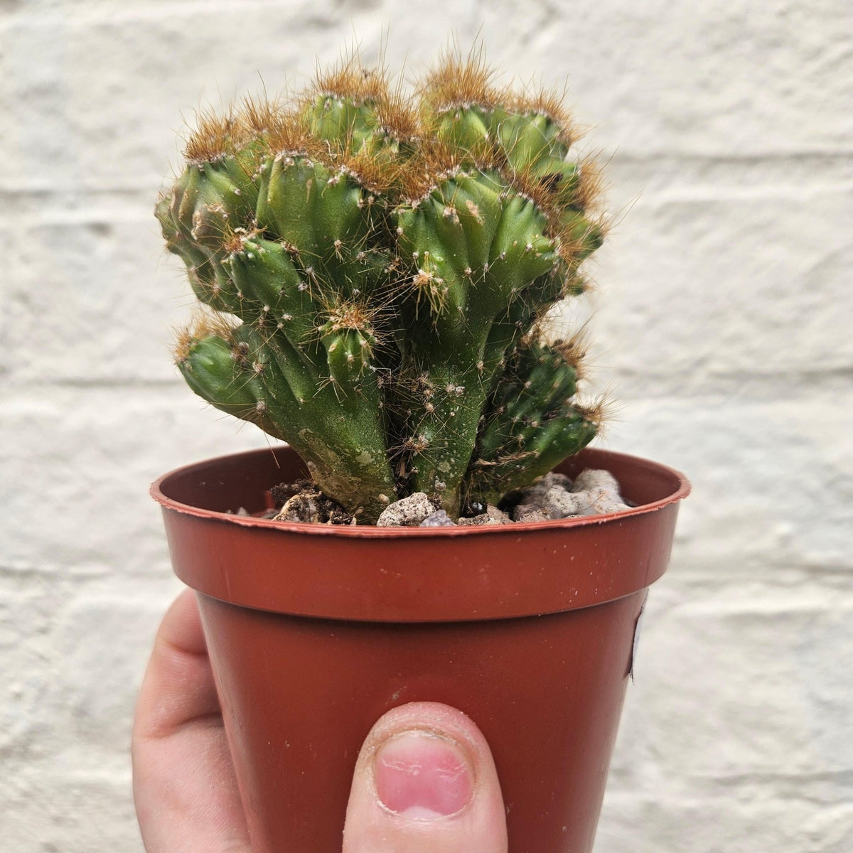 Cereus peruvianus 'monstrosus' - SGP Garden Ltd