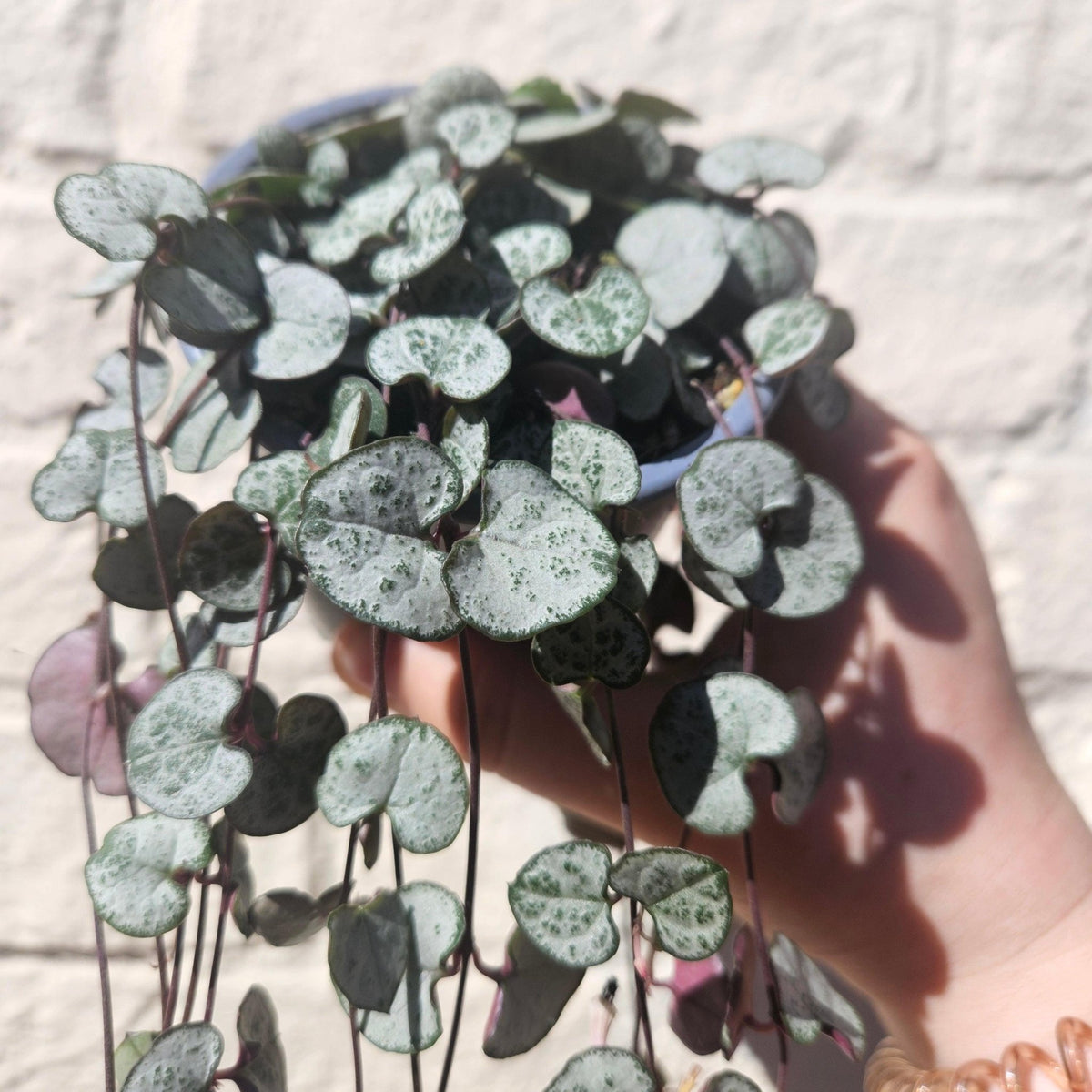 Ceropegia woodii 'Silver Glory' (String of Hearts) - SGP Garden Ltd