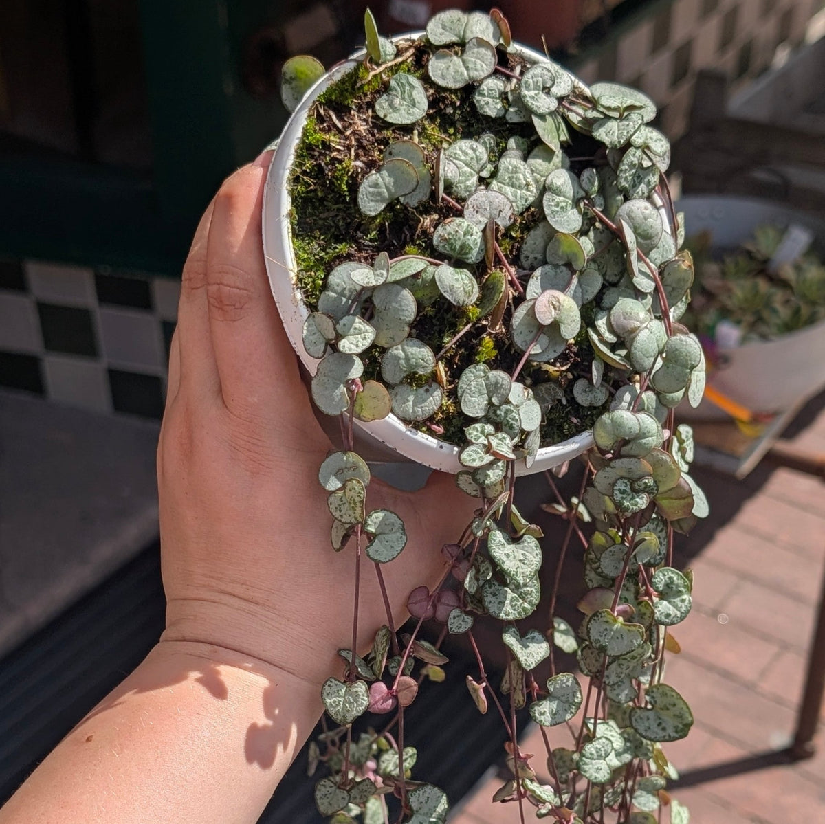 Ceropegia woodii 'Silver Glory' (String of Hearts) - SGP Garden Ltd