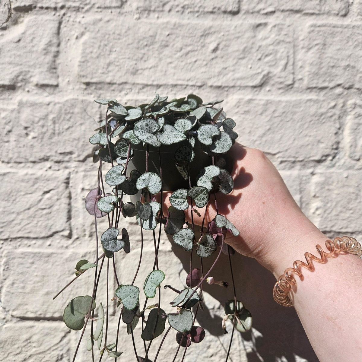 Ceropegia woodii 'Silver Glory' (String of Hearts) - SGP Garden Ltd