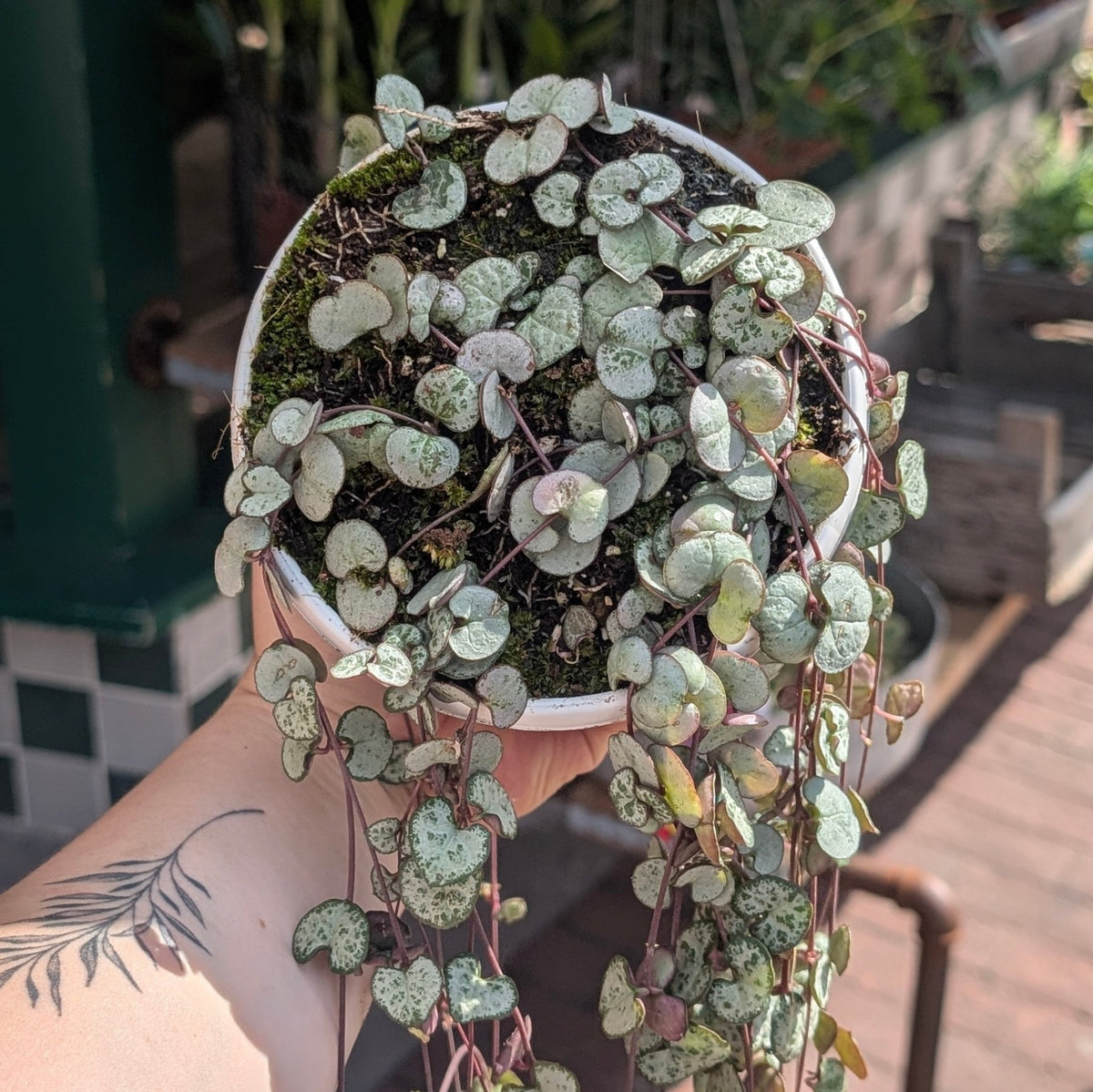 Ceropegia woodii 'Silver Glory' (String of Hearts) - SGP Garden Ltd