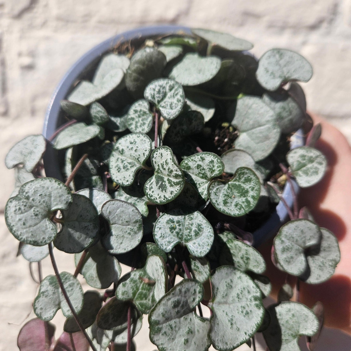 Ceropegia woodii 'Silver Glory' (String of Hearts) - SGP Garden Ltd