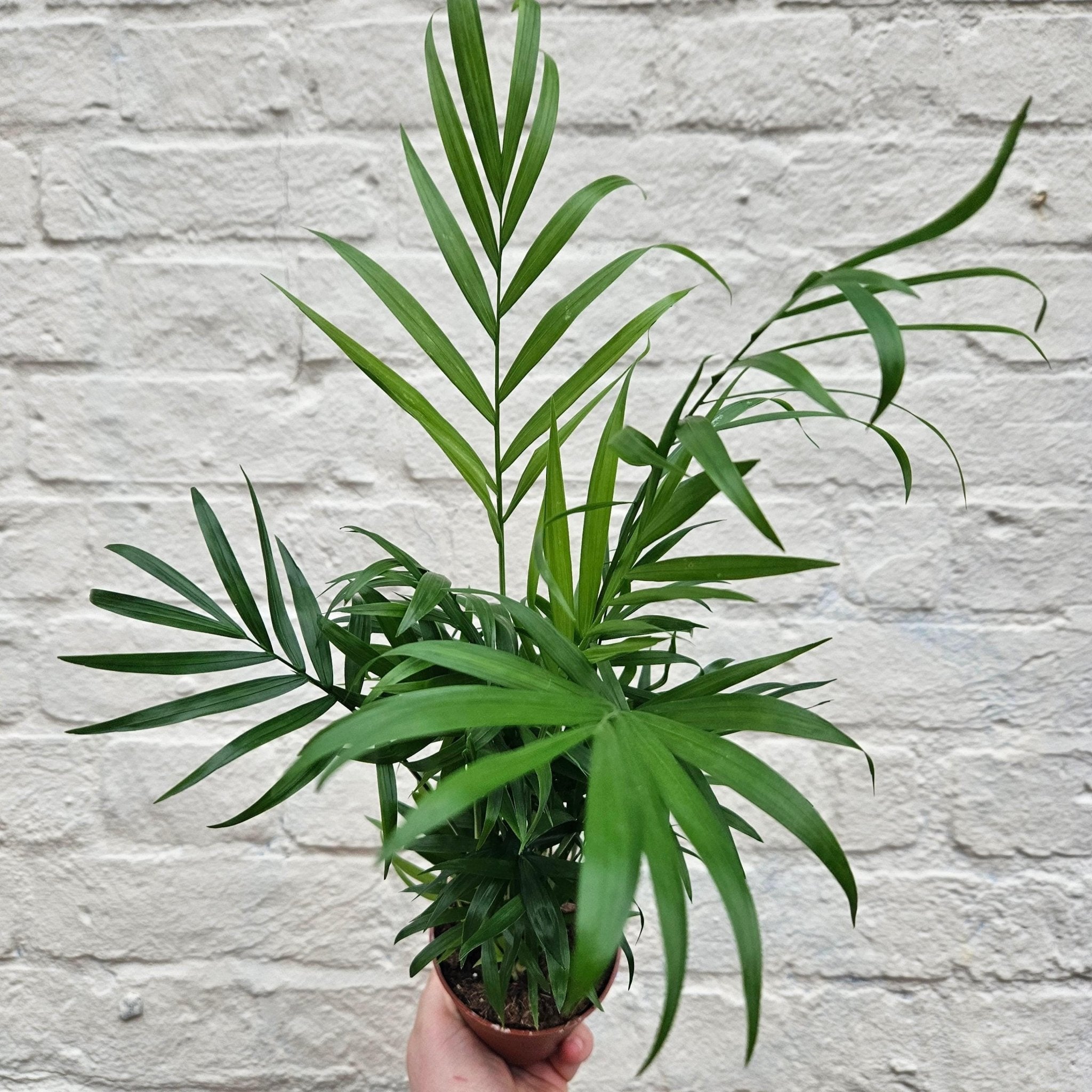 Chamaedorea elegans (Parlour palm) - SGP Garden Ltd