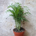 Chamaedorea elegans (Parlour palm) - SGP Garden Ltd