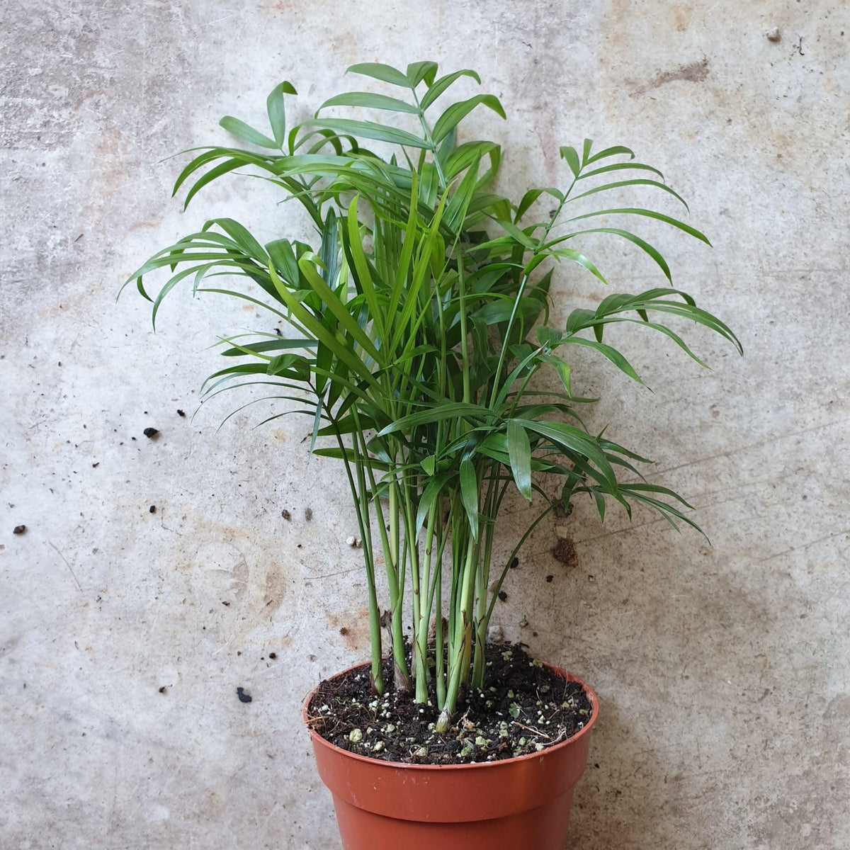 Chamaedorea elegans (Parlour palm) - SGP Garden Ltd