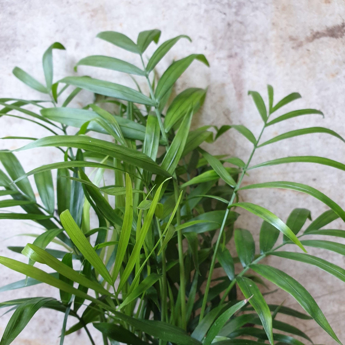 Chamaedorea elegans (Parlour palm) - SGP Garden Ltd