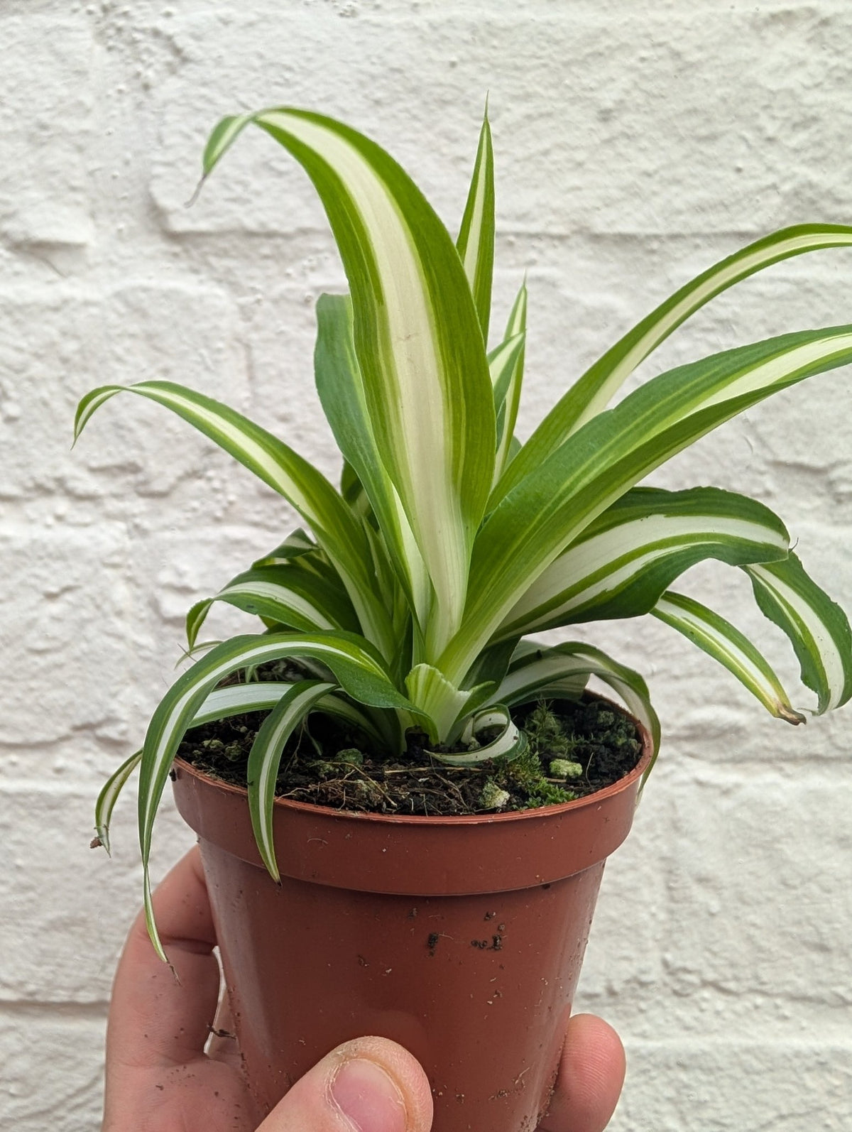 Chlorophytum variegatum (Spider Plant) - SGP Garden Ltd