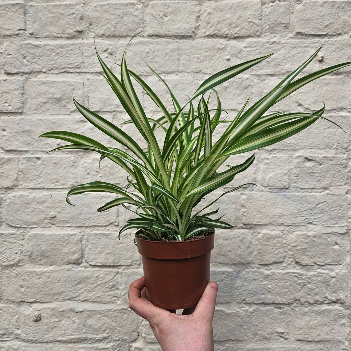 Chlorophytum variegatum (Spider Plant) - SGP Garden Ltd