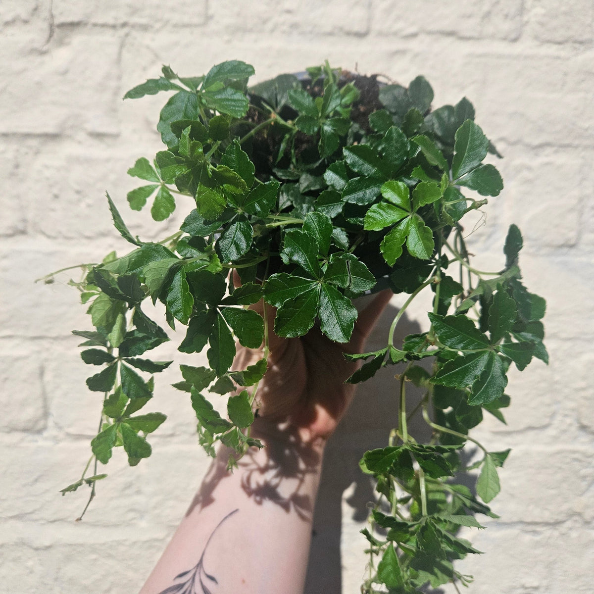 Cissus striata (Miniature grape ivy) - SGP Garden Ltd