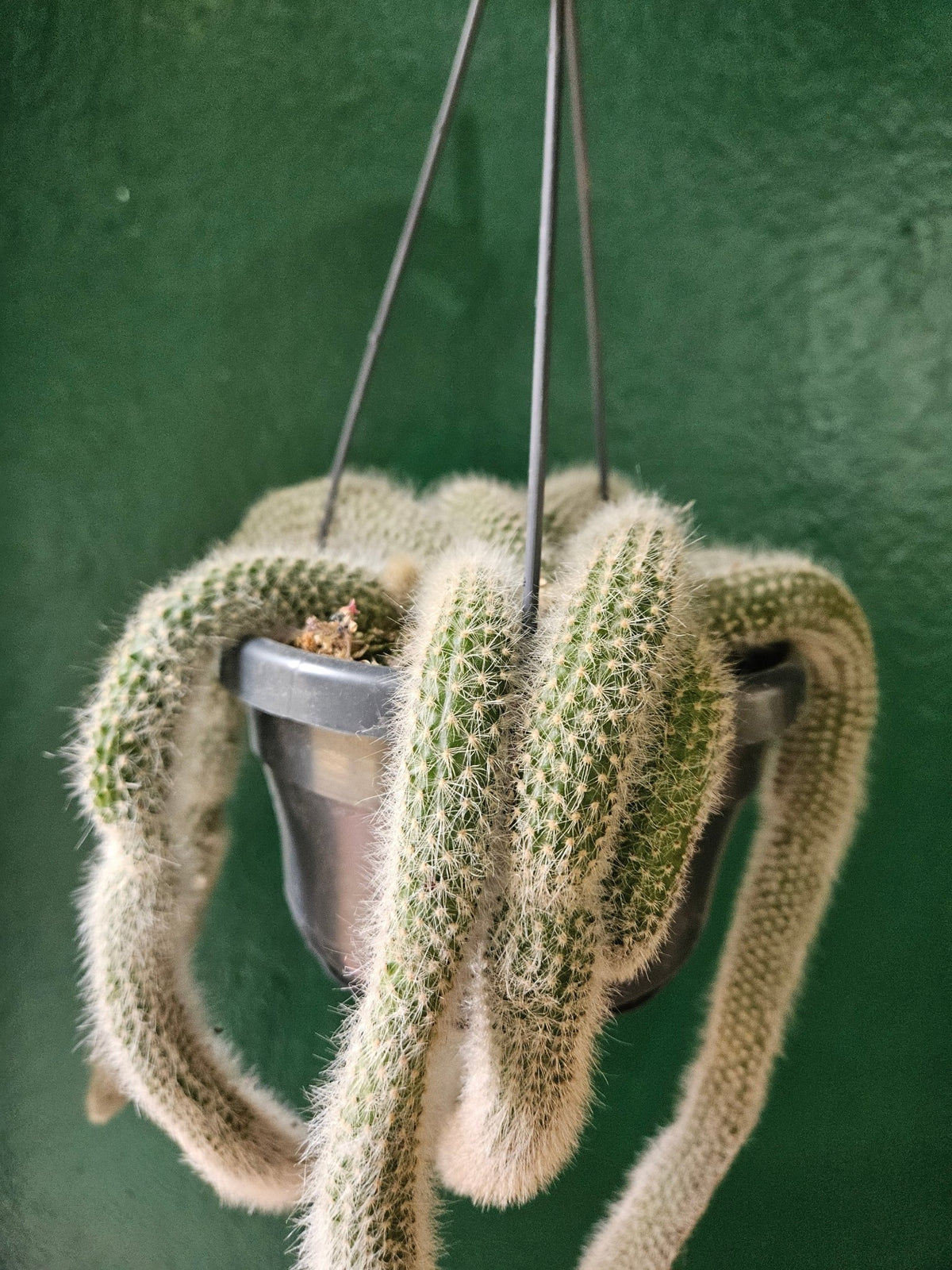 Cleistocactus colademononis (Monkey Tail Cactus) - SGP Garden Ltd