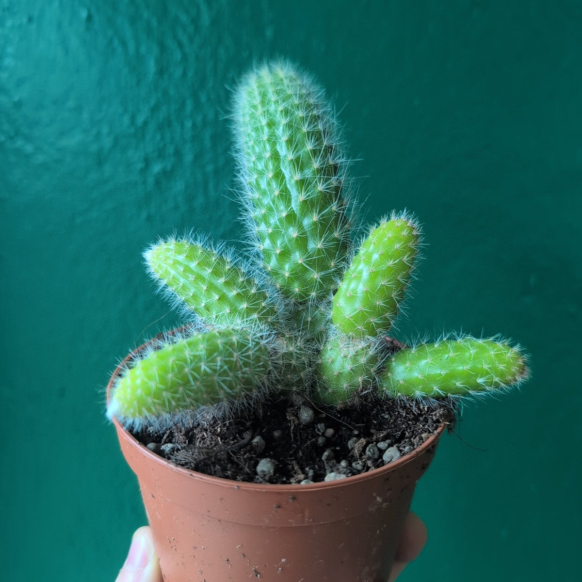 Cleistocactus colademononis (Monkey Tail Cactus) - SGP Garden Ltd
