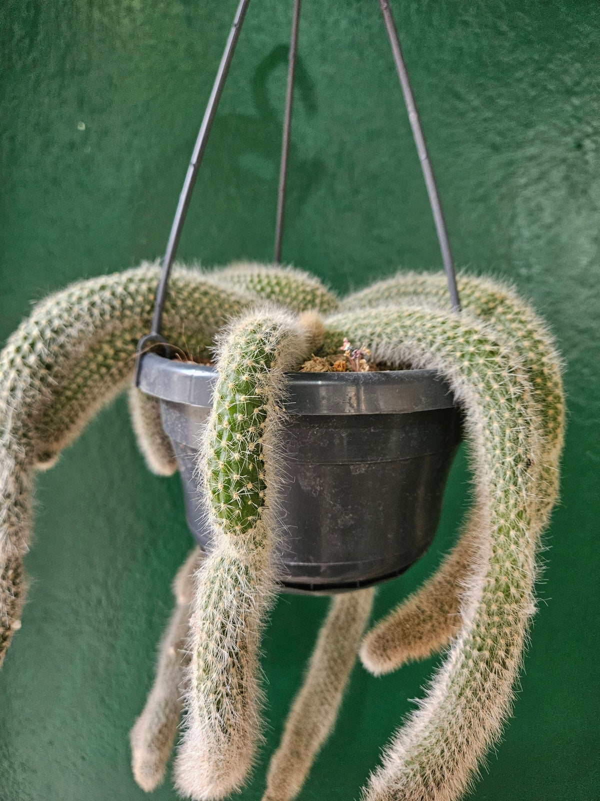 Cleistocactus colademononis (Monkey Tail Cactus) - SGP Garden Ltd