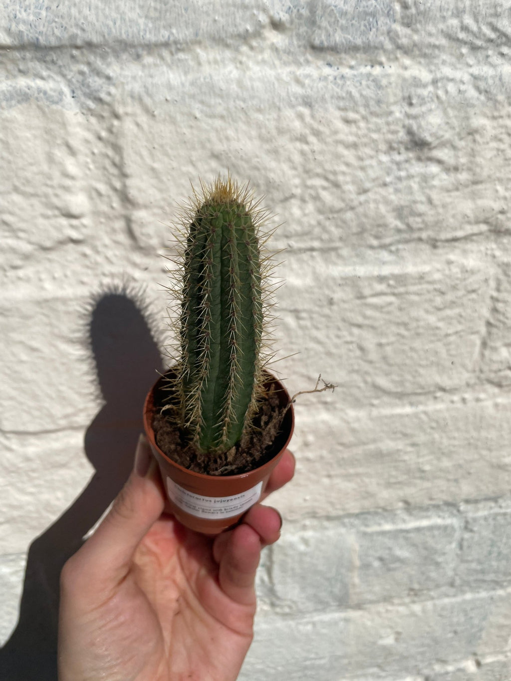 Cleistocactus jujuyensis (Silver Pin Cactus) - SGP Garden Ltd