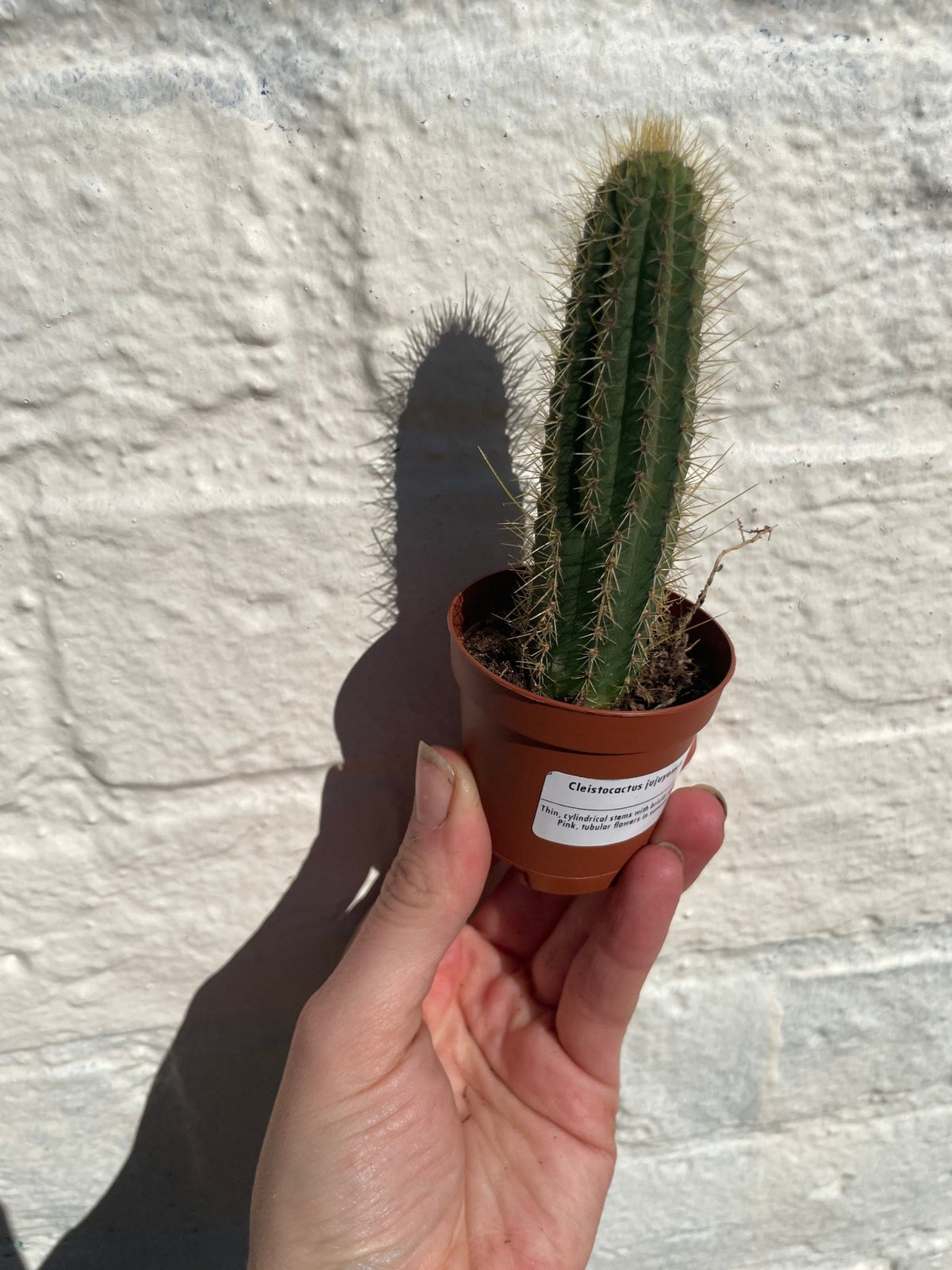 Cleistocactus jujuyensis (Silver Pin Cactus) - SGP Garden Ltd