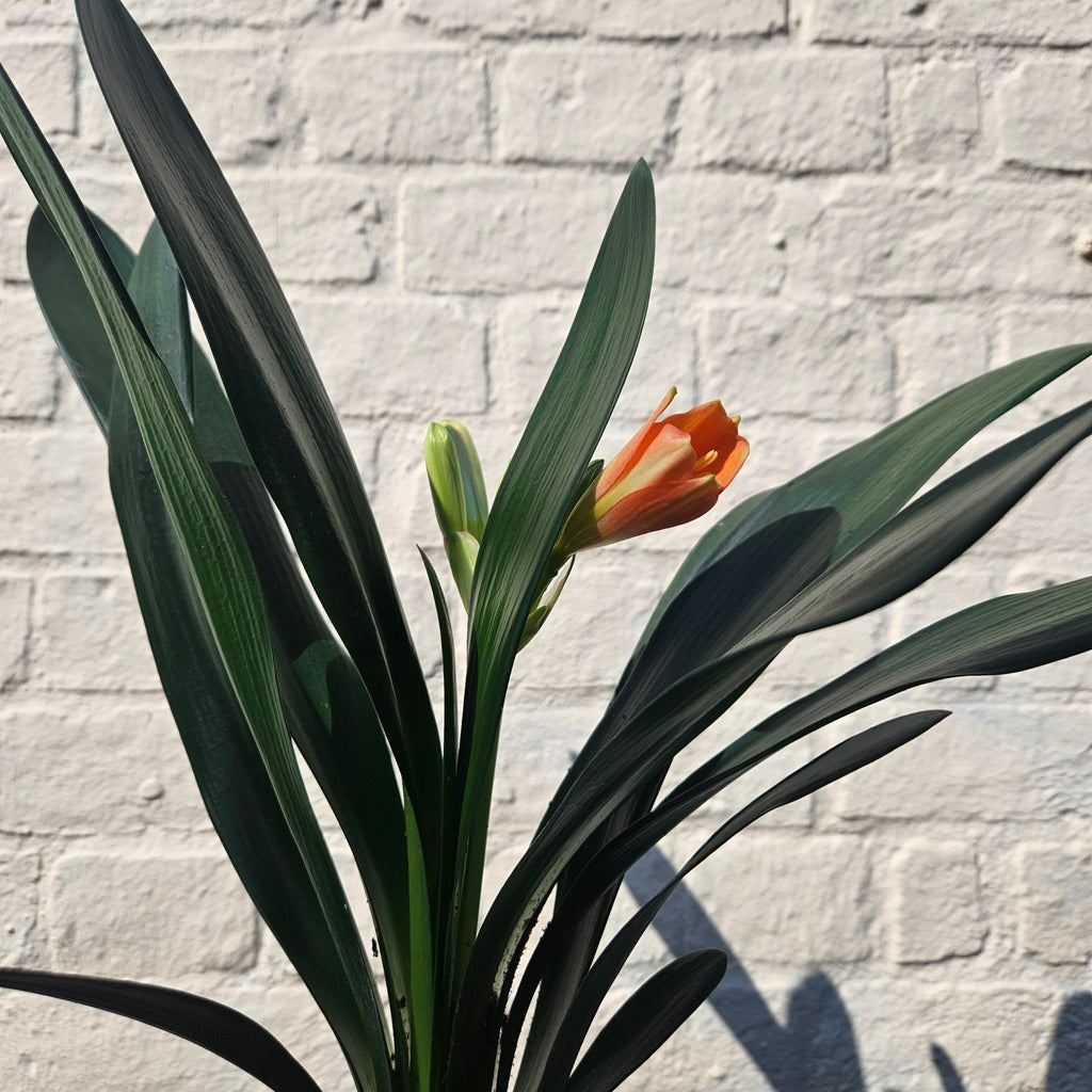 Clivia miniata (Bush Lily) - SGP Garden Ltd