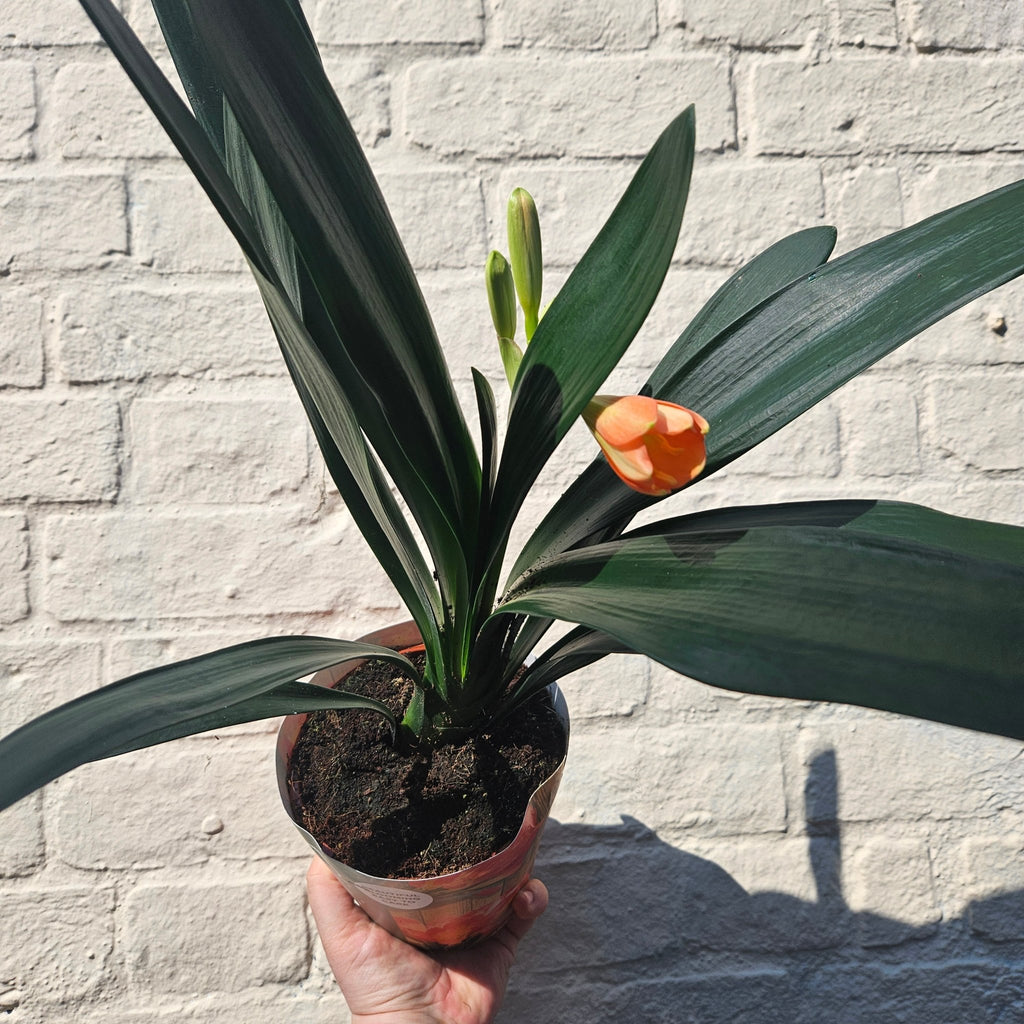 Clivia miniata (Bush Lily) - SGP Garden Ltd