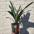Clivia miniata (Bush Lily) - SGP Garden Ltd