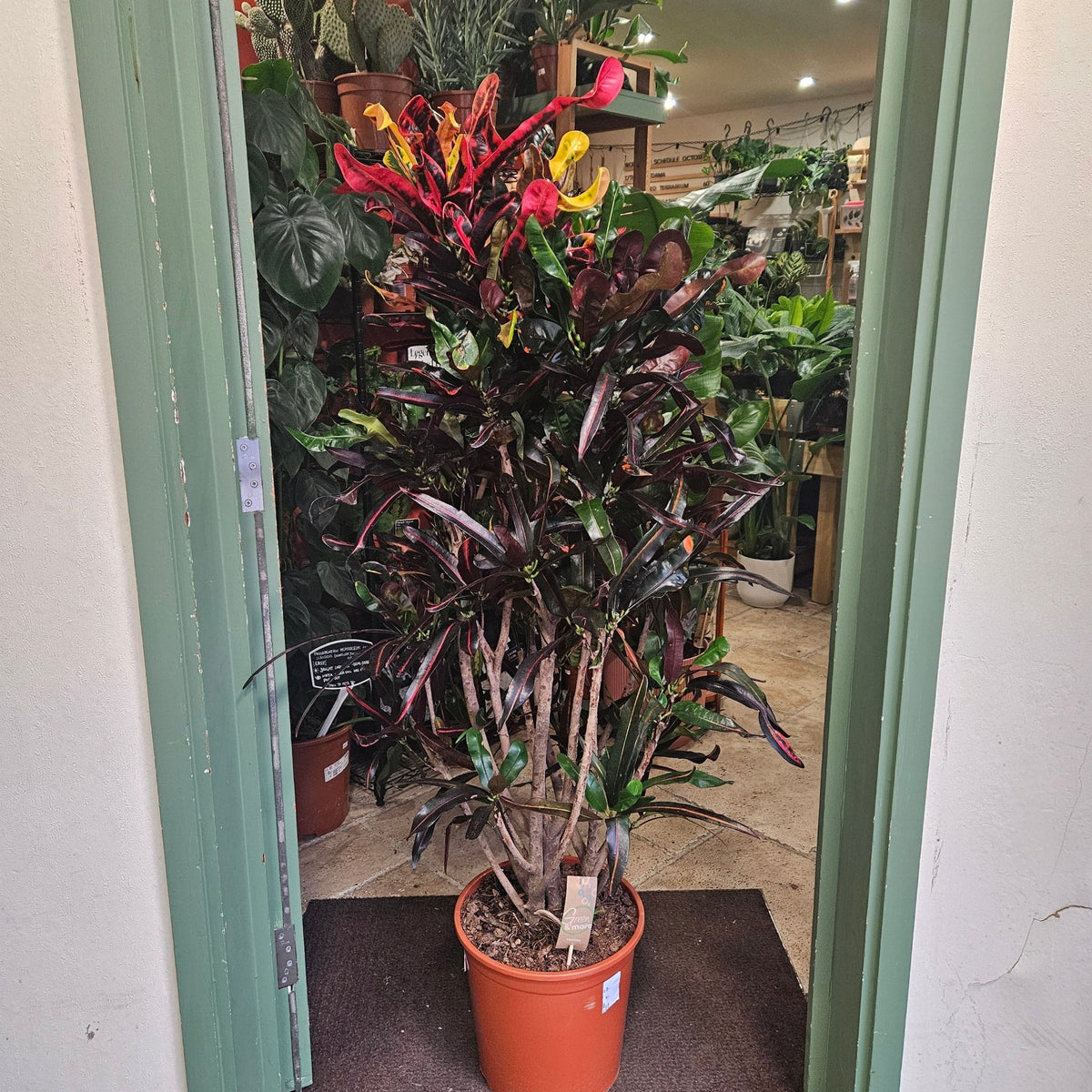 Codiaeum variagata (Croton) - SGP Garden Ltd