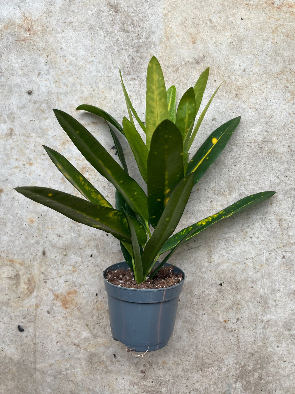 Codiaeum variagata (Croton) - SGP Garden Ltd