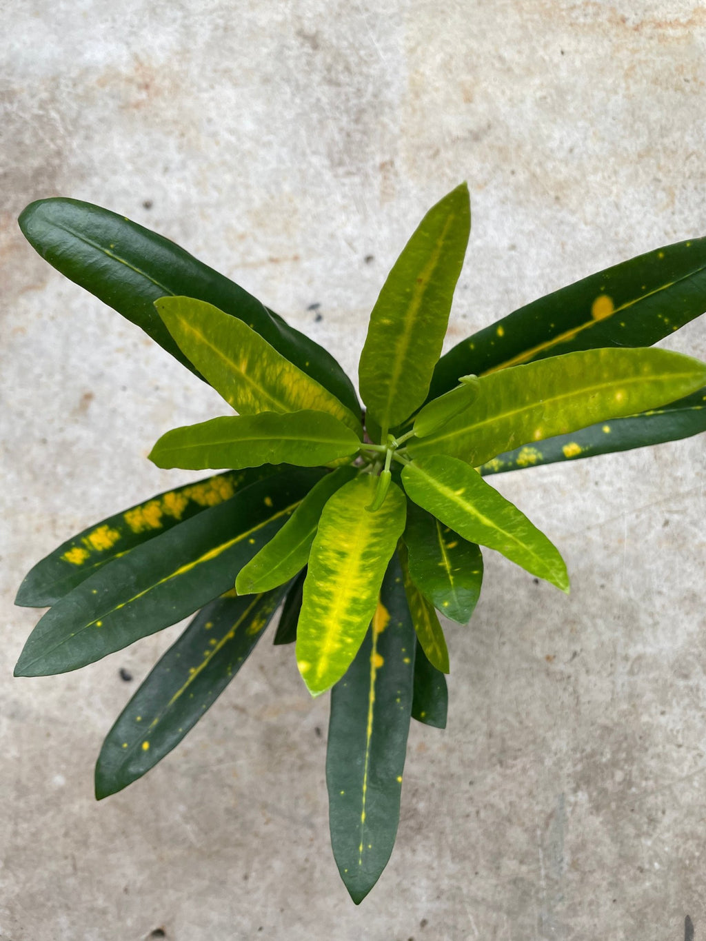 Codiaeum variagata (Croton) - SGP Garden Ltd