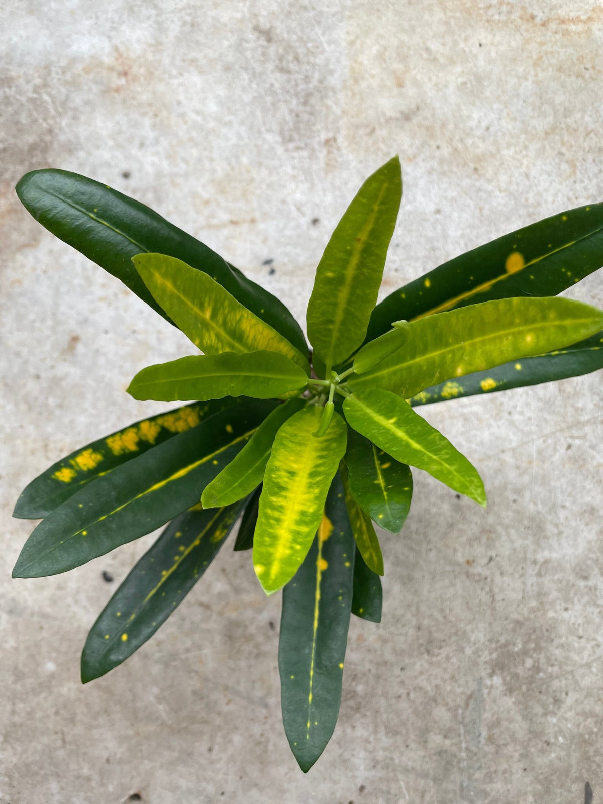 Codiaeum variagata (Croton) - SGP Garden Ltd
